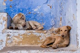 street-dog-watch-association-hold-pet-adoption-event-homele